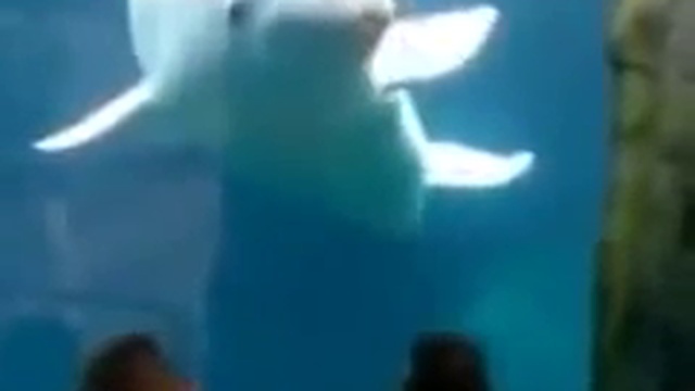 Белуха пугает детей!Смотреть всем!