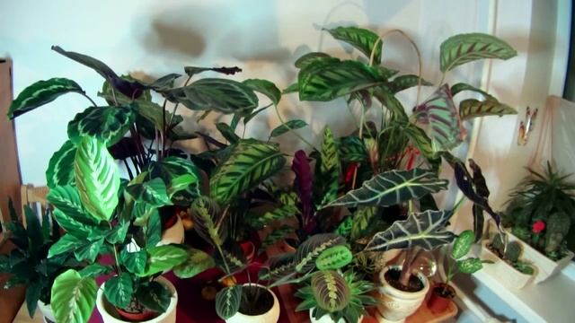 Калатеи и маранты. Движение жизнь / Calathea & Maranta. Life is movement смотреть онлайн