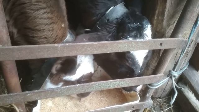 Рацион двухмесячных бычков смотреть онлайн