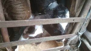 Рацион двухмесячных бычков