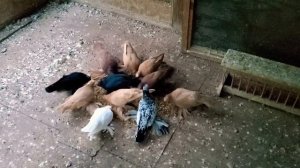 Кормим Голубеи Разновидности Узбекских