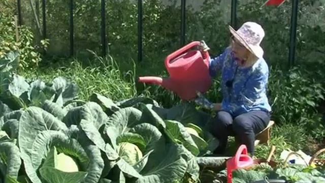 Лучки пучки. Серия 228. Капуста, уход смотреть онлайн