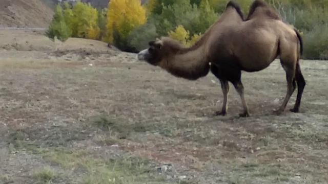 VID_20240905_172304.mp4 смотреть онлайн