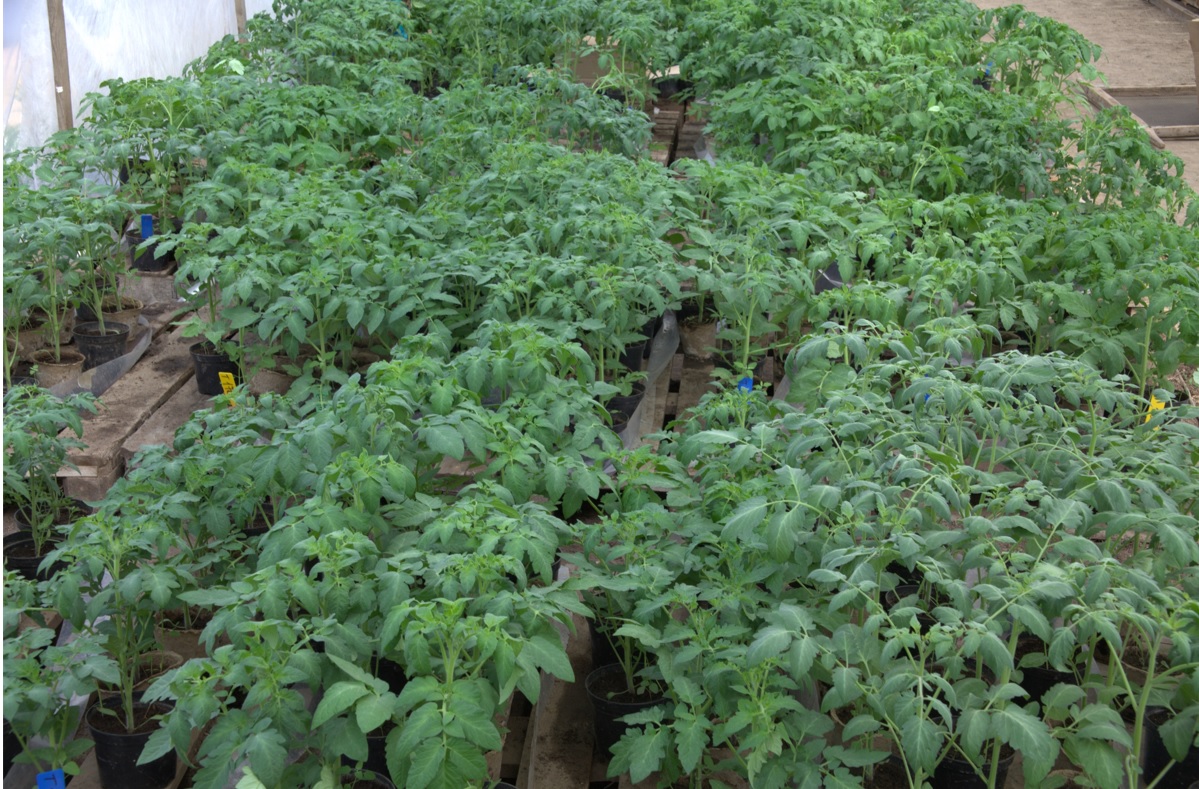 Делюсь секретами хорошей рассады. смотреть онлайн