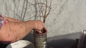 Размножение граната прикорневой порослью