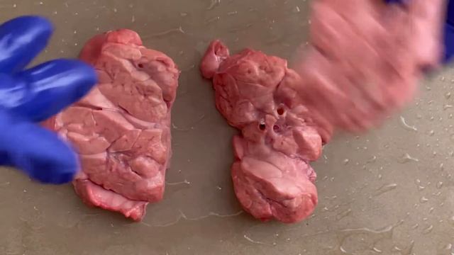 ВПЕРВЫЕ СУШИМ ЛЁГКОЕ ДЛЯ СОБАК|| СВОИМИ РУКАМИ смотреть онлайн