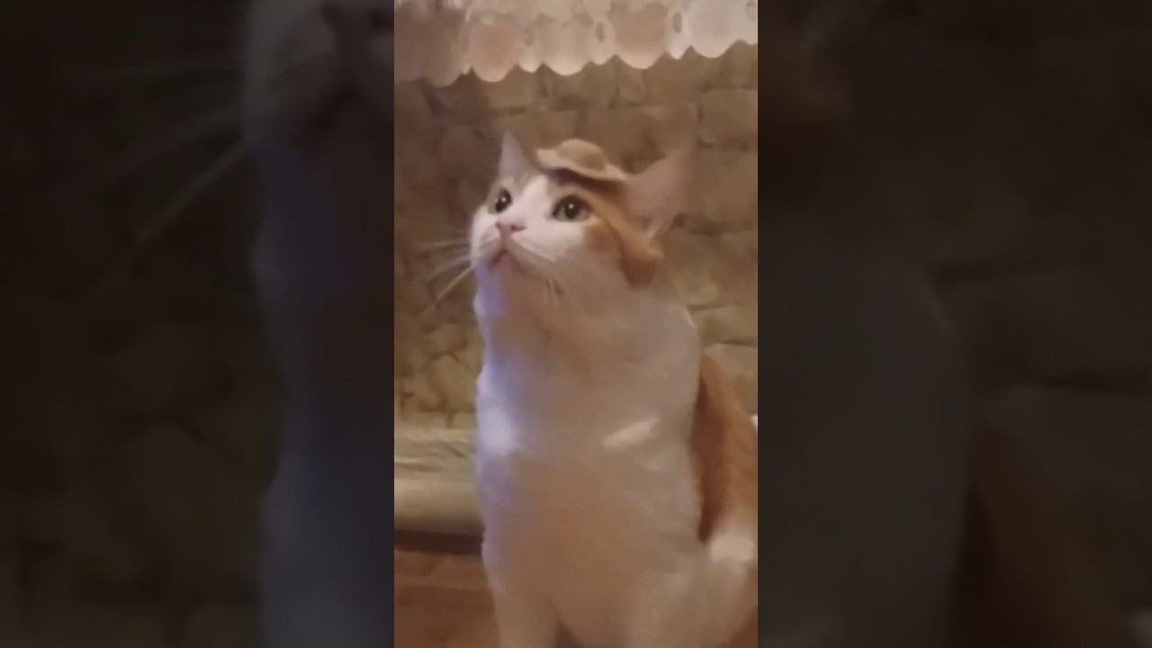 У кота шляпка #всегопонемногу #кот #котики смотреть онлайн