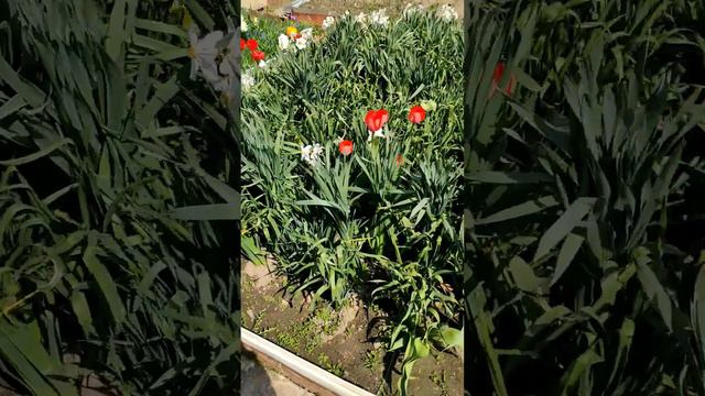 Весенние нарциссы и тюльпаны #весенниецветы#нарциссы#нарцисснаяфермадачницыАнюты