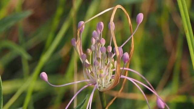 Allium Carinatum - Aglio delle Streghe смотреть онлайн