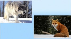 Тема 11. Жизнь диких животных зимой