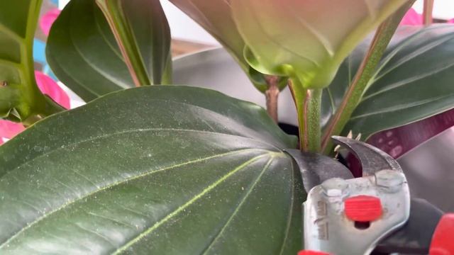 Medinilla Magnifica Flamenco | Propagation By Cuttings ? (1080p - 4K) смотреть онлайн