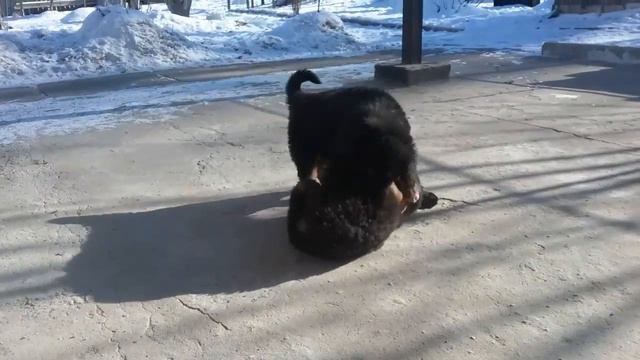 Щенки банхара. м.Аюша, о.Улан. Элиста смотреть онлайн
