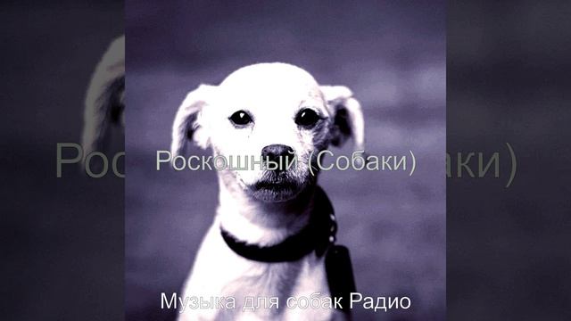 Впечатление (Дрессировка собак) смотреть онлайн