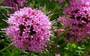 Фуопсис (Phuopsis) РЕЛАКС ТЕРАПИЯ ВАЛЬС ИМПРОВИЗАЦИЯ композитор Виктор Анохин #музыка #piano #цветы