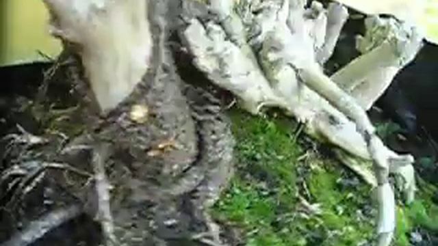HIRTH Bonsai - Prunus triloba Multiplex Yamadori 'Pre' Bonsai смотреть онлайн