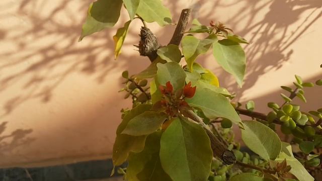 Bougainville Bonsai Collection | Bougainville Flowering