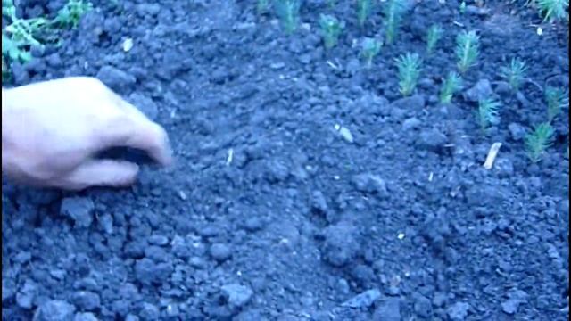 Какой цвет иголок у саженцев голубой ели? Чем отличается ель колючая от ели обыкновенной смотреть онлайн