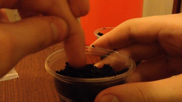 Сеем анютины глазки на рассаду.