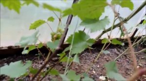 виноград Дружба