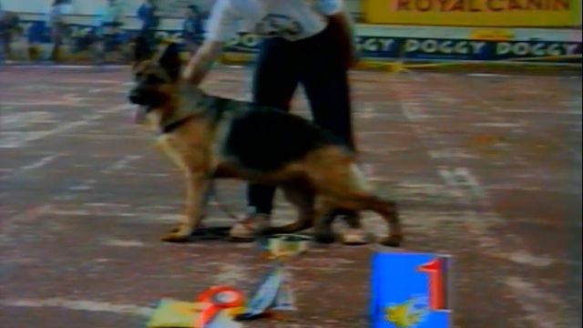 Выставка немецких овчарок Белые ночи. г. Санкт-Петербург. 1996 г. (часть 2)