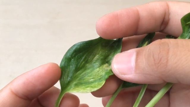 Epipremnum Shangri La | Sirih Gading Kusut Tapi Mahal 😅 | Shopee Unboxing