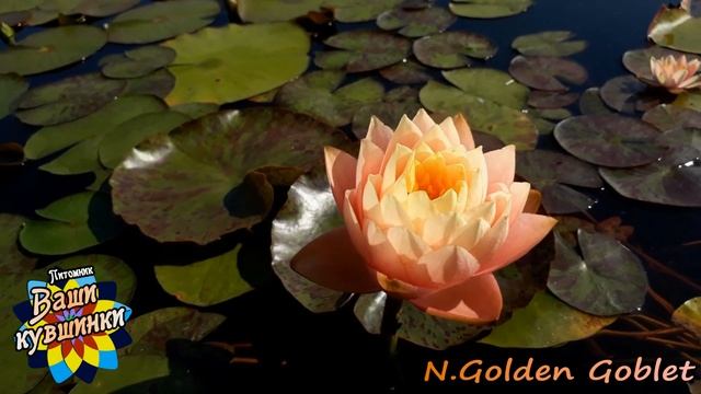 Ваши кувшинки 2022 год, кувшинка, нимфея, водные растения, waterlily, пруд смотреть онлайн