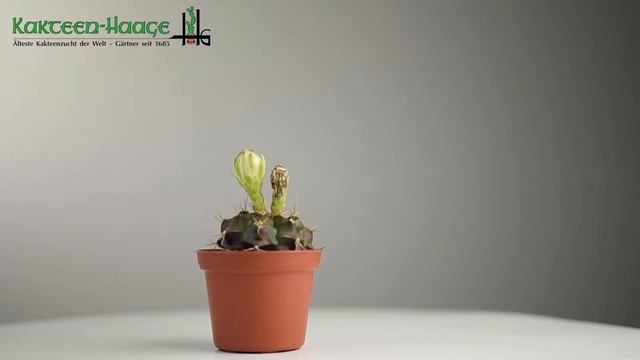 Gymnocalycium damsii GH 254-436 смотреть онлайн