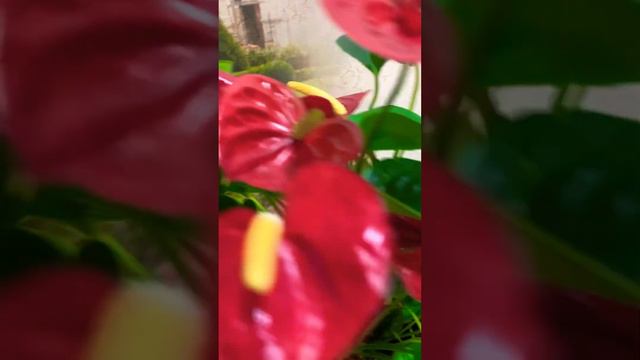 Мощное цветение Антуриума #myplants #plants #растения #антуриум смотреть онлайн