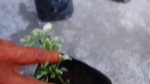 Garden Plants Shopping|Garden Haul| Assamese Gardening|Tillandsia, Polyscius,Ficus Shopping 🌱