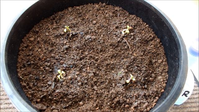 Pak Choi seeds germinated indoors on tissue on a windowsill. смотреть онлайн
