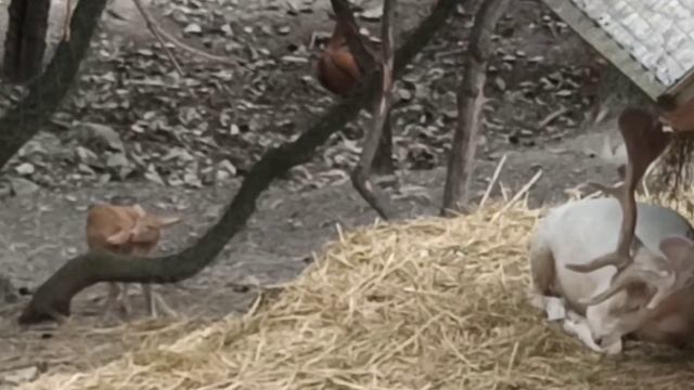 Сафари парк Геленджик смотреть онлайн