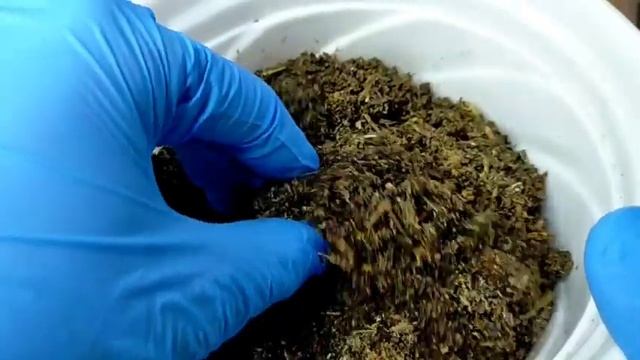 74/100 Graptoveria Purple Dream Succulent Care Guide | Napakadaling Alagaan Perfect For Beginners