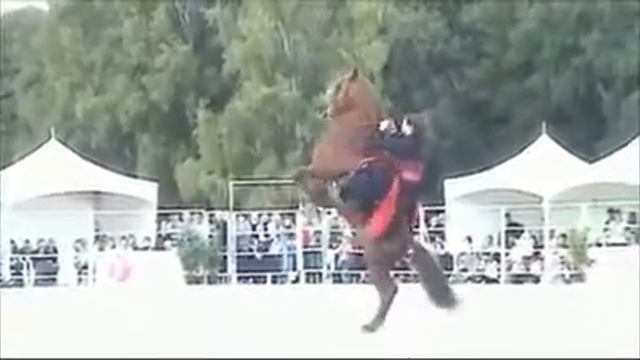 Такое ещё не видела,лошадь танцует лезгинку. смотреть онлайн
