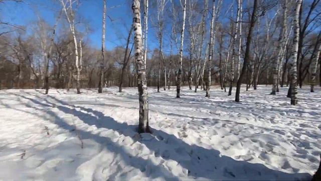Березовая роща рядом с набережной реки смотреть онлайн