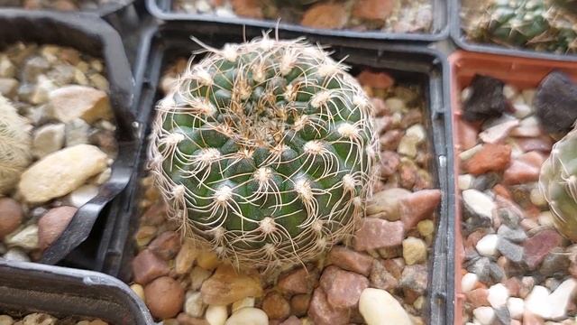 Первые кактусы зацвели...