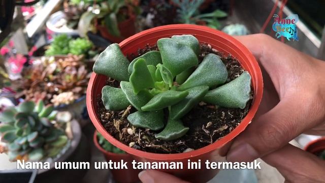 ADROMISCHUS CRISTATUS SUKULEN KERITING SANGAT UNIK DAN TUMBUH LAMBAT 다육이들天錦章屬 смотреть онлайн