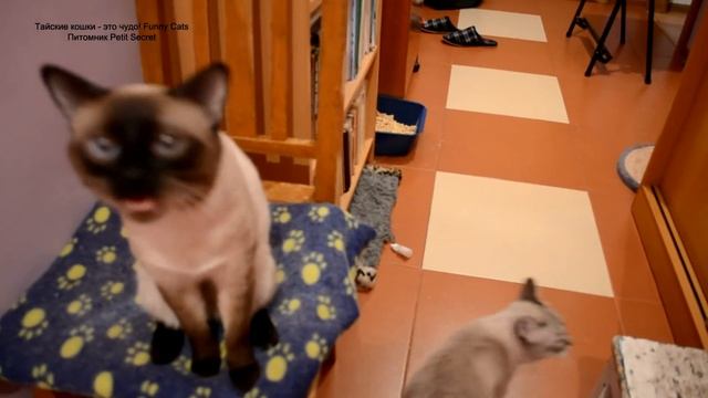 Улётное видео! Как два тайских кота отзываются на своё имя! Тайские кошки - это чудо! Funny Cats смотреть онлайн