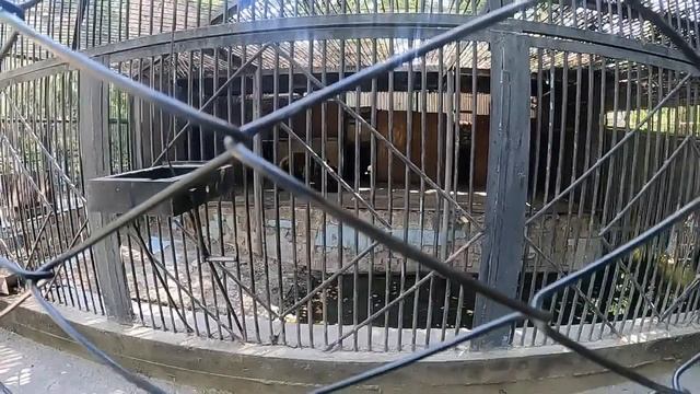 Шымкент Зоопарк ❤️☀️???? смотреть онлайн