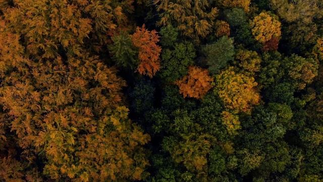 Feed your soul with Russian Poetry - Fyodor Tyutchev, Leafs смотреть онлайн