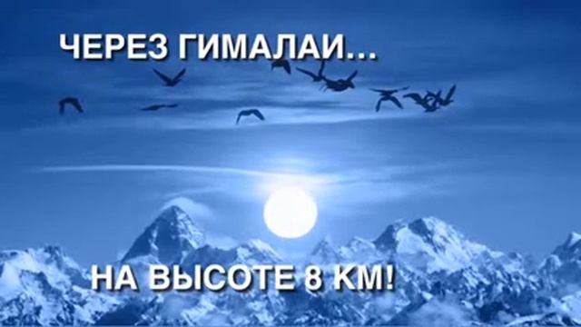 Факты Миграции птиц смотреть онлайн