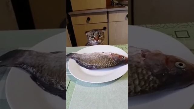 Опаньки, рыбонька, любовь моя..mp4 смотреть онлайн