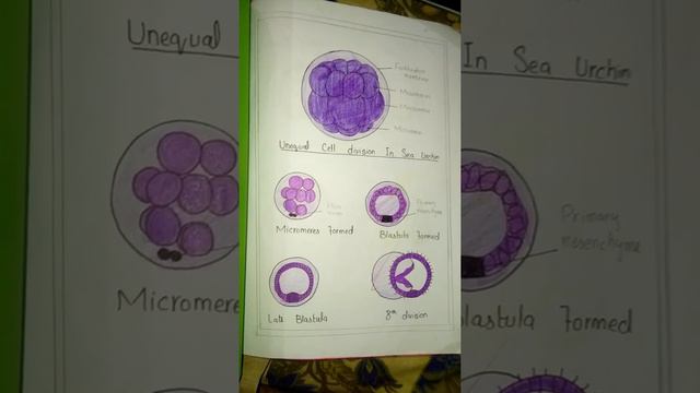 early development of echinoderm смотреть онлайн