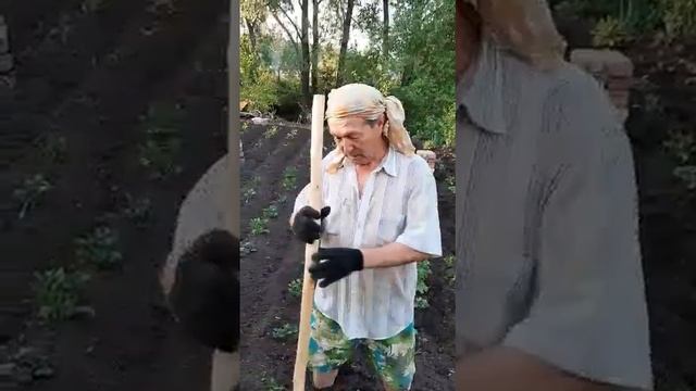 Окучиватель картофеля из штыковой лопаты. смотреть онлайн