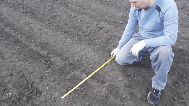 Прополка картофеля полольниками-рыхлителями с помощью мотоблока! смотреть онлайн