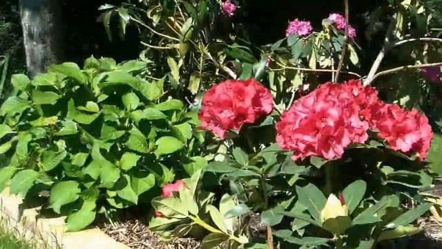 Rhododendro.mpeg смотреть онлайн