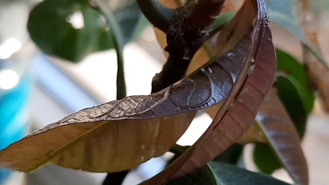 манго растёт на подоконнике. манго атаковала тля? смотреть онлайн