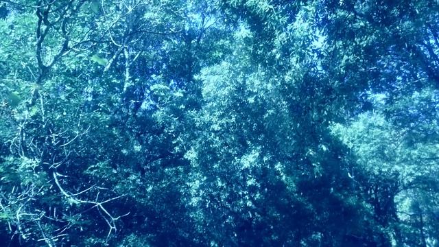 НОЧНАЯ ПТИЦА (О чем поёт ночная птица) - Андрей Сапунов - лети, я песню допою смотреть онлайн