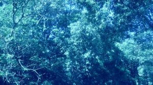 НОЧНАЯ ПТИЦА (О чем поёт ночная птица) - Андрей Сапунов - лети, я песню допою