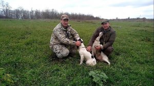 Английский спрингер-спаниель и реальная охота с ним / Сравнение с эпаньол-бретоном от заводчика!