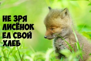 Егерь вырастил лисенка. Интересная история.